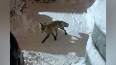 Жители челябинского микрорайона Чурилово вновь повстречались с лисичкой