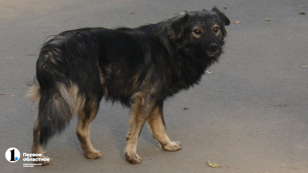 В Челябинской области в два раза сократились случаи бешенства