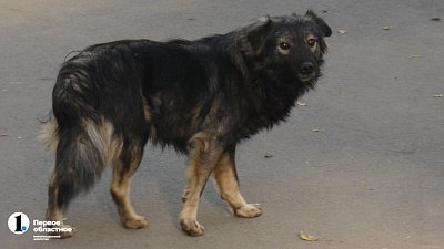 В Челябинской области в два раза сократились случаи бешенства