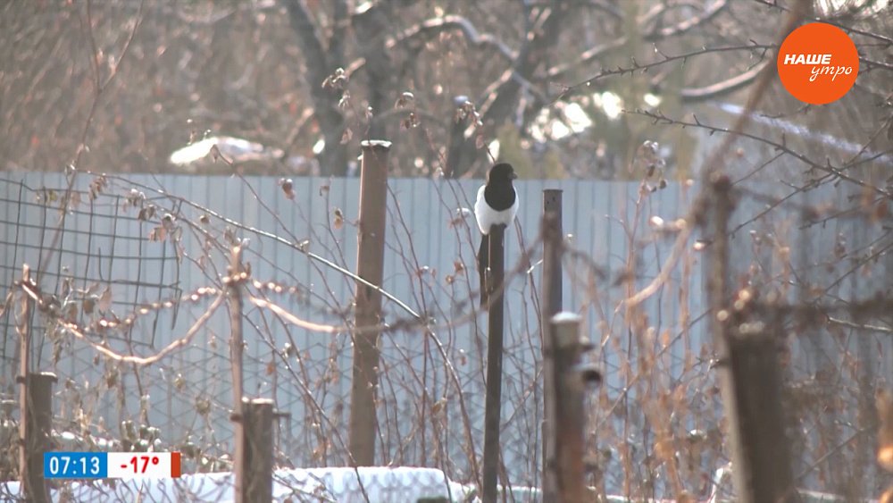 Даже в январе садоводу найдется работа — в рубрике «Руки садовода»