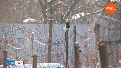 Даже в январе садоводу найдется работа — в рубрике «Руки садовода»