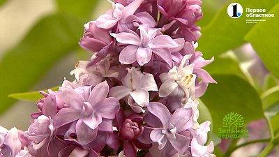 Российская сирень — лучшая в мире