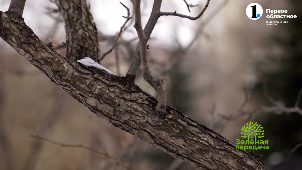 Чем могут обернуться «капризы» зимы для садовых растений?