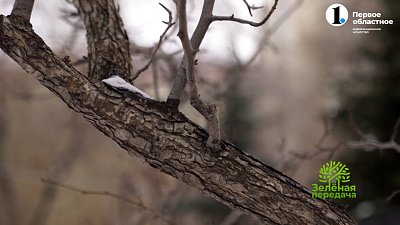 Чем могут обернуться «капризы» зимы для садовых растений?