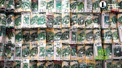 Какой сорт огурца выбрать?