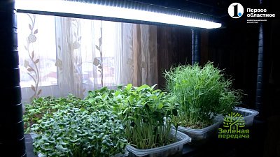 Микрозелень: модно, полезно и вкусно