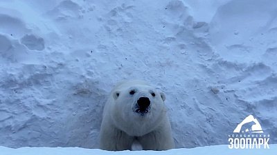 Белые медведи в Челябинском зоопарке получили елки в подарок