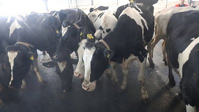 В Челябинской области увеличились объемы агрострахования с господдержкой