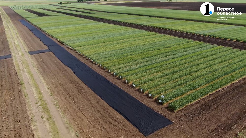 Хлеб, поля и новые горизонты: аграрный 2023 год в Челябинской области в 30 минутах