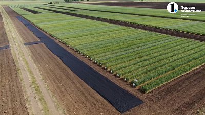Хлеб, поля и новые горизонты: аграрный 2023 год в Челябинской области в 30 минутах