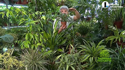 Как ухаживать за драценами?