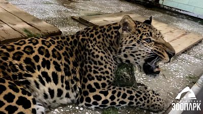 В Челябинском зоопарке питомцы получили в подарок елки