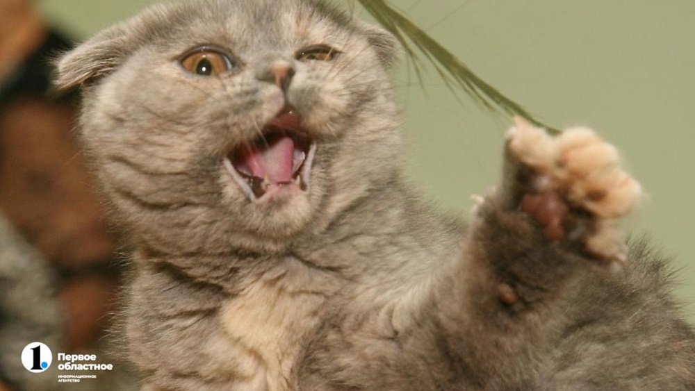 В Челябинске бешеная кошка покусала хозяйку