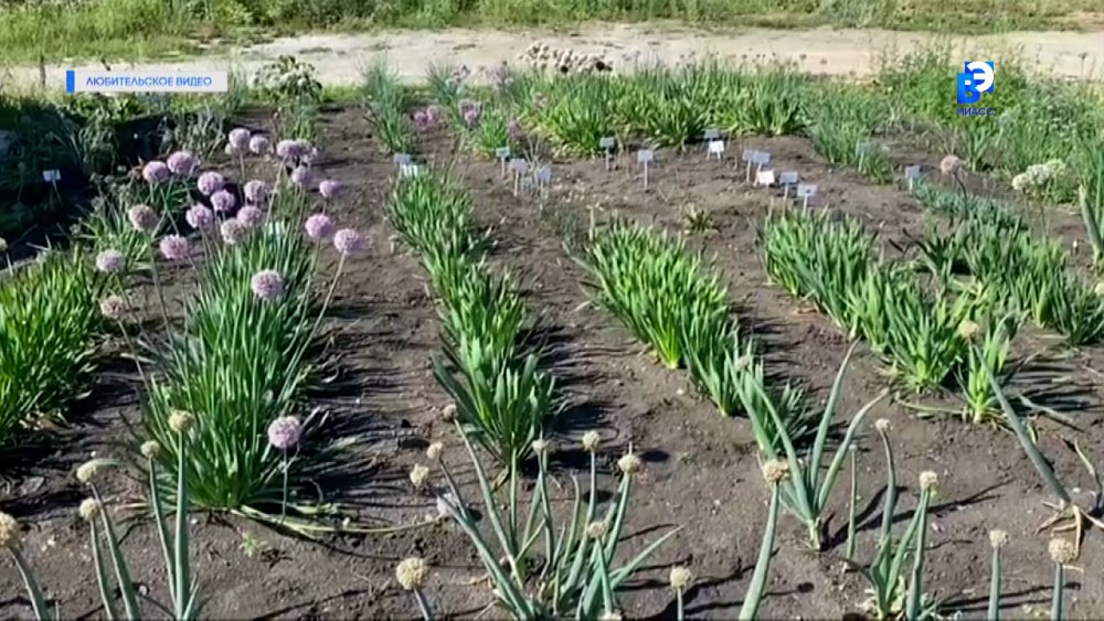 В Миассе идет селекция новых сортов овощей