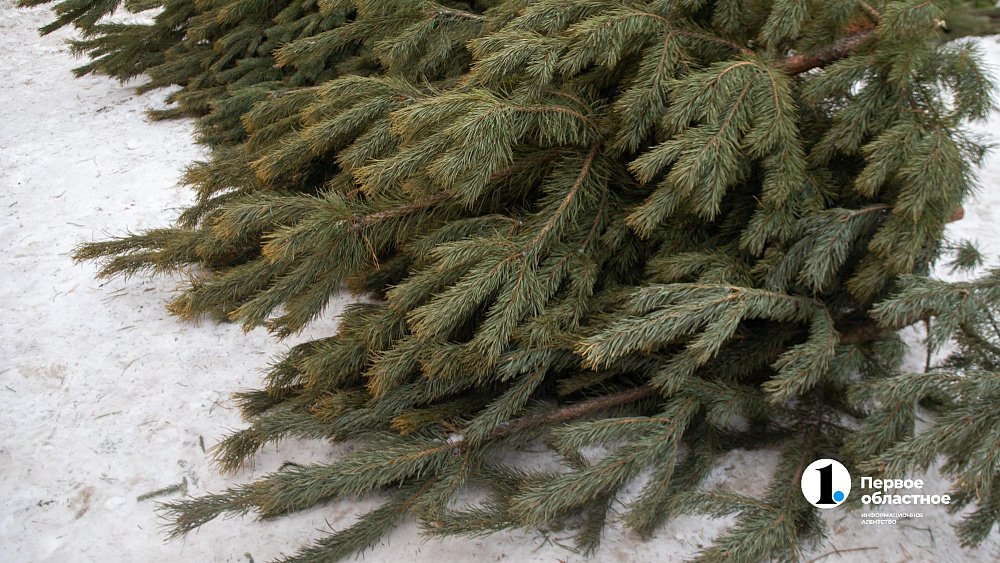 Как правильно утилизировать елку после новогодних праздников