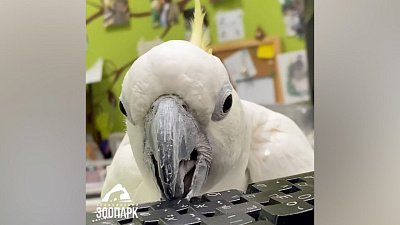 В Челябинском зоопарке попугай получил подарок