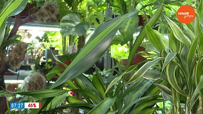 Драцена — инструкция по уходу в рубрике «Руки садовода»