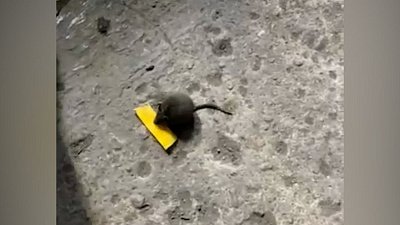 В Челябинске мышь развлекает посетителей автосервиса