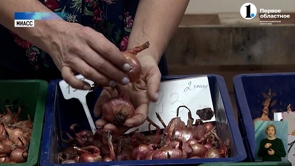 В Миассе выводят новые сорта лука