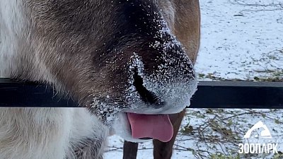 Северные олени в Челябинском зоопарке играют в догонялки