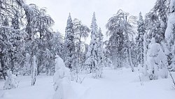 Высота сугробов в нацпарке Зигальга выросла до 1,2 метра