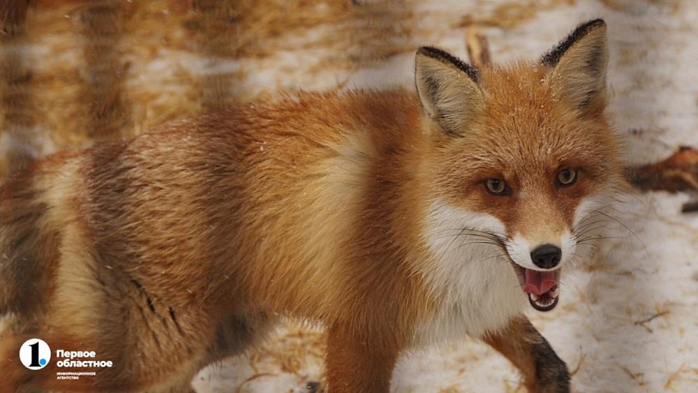 В Озерске дикая лиса покусала двух человек