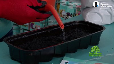 Что посеять в феврале?