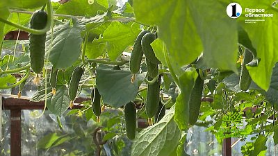 Сорта огурцов, проверенные временем и поколениями садоводов