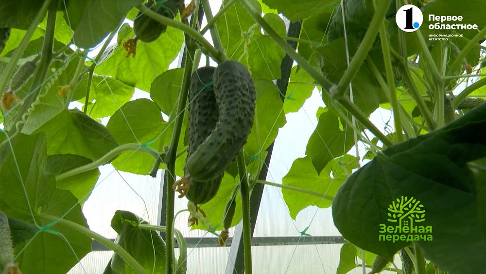 Выбираем сладкие и сочные огурцы на салат