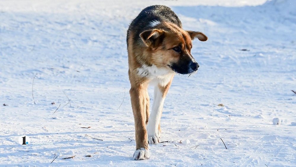 В Челябинской области возбудили уголовное дело из‑за нападения бродячих собак на людей