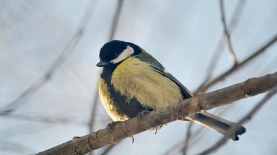 Таганайские птицы запели весну