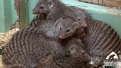 В Челябинском зоопарке сурикаты устроили пробку в домике