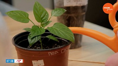 Талая вода — помощник садовода в рубрике «Руки садовода»