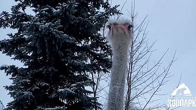 В Челябинском зоопарке страусы гуляют по снегу