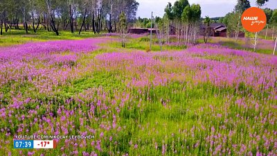 Иван-чай в рубрике «Время пить чай»