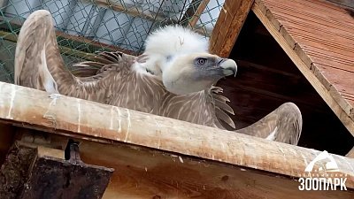 В Челябинском зоопарке сип не любит позировать на камеру