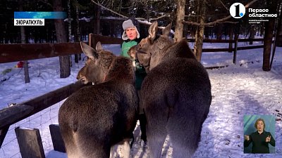 В Саткинском районе выхаживают лосей