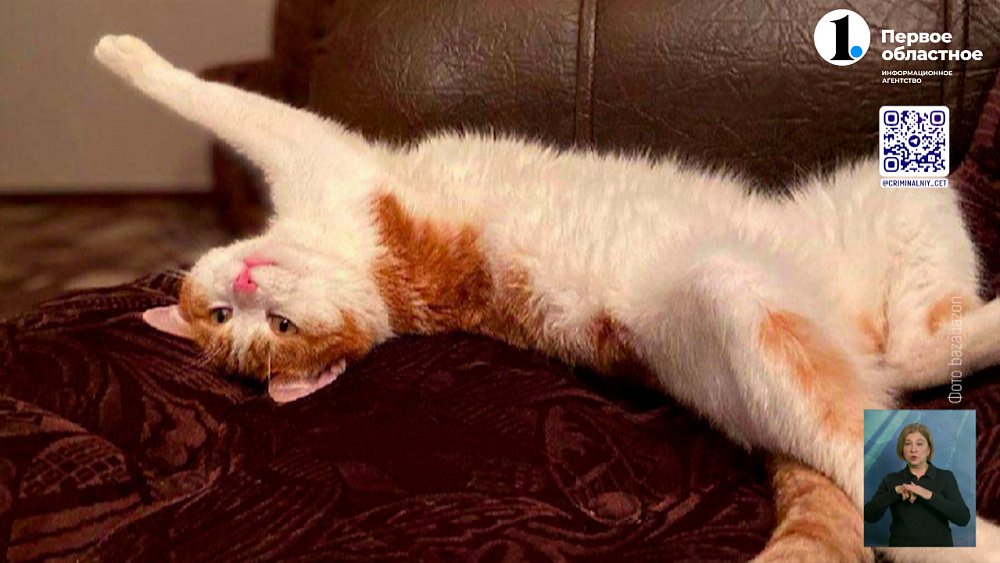 Проводница поезда выбросила кота на улицу