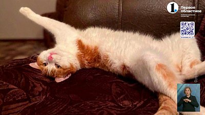 Проводница поезда выбросила кота на улицу