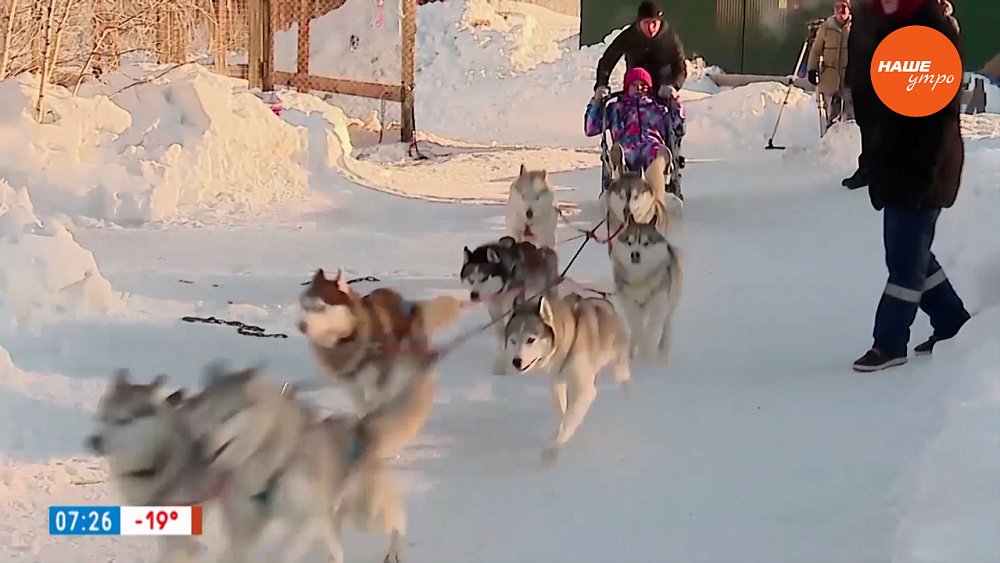 «Вокально-инструментальные» собаки — в рубрике «Усы, лапы и хвост»
