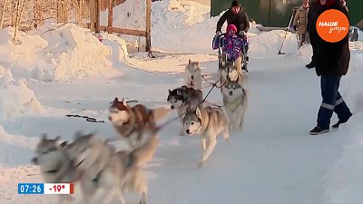 «Вокально-инструментальные» собаки — в рубрике «Усы, лапы и хвост»