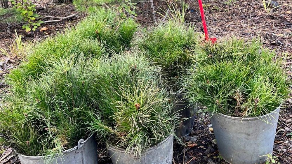 В Челябинском городском бору посадят кедровый лес