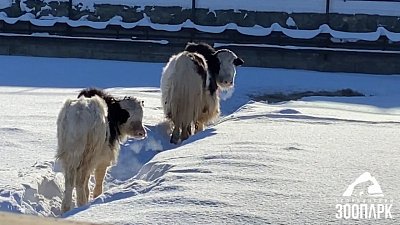 В Челябинском зоопарке як Гаврюша повторяет за мамой