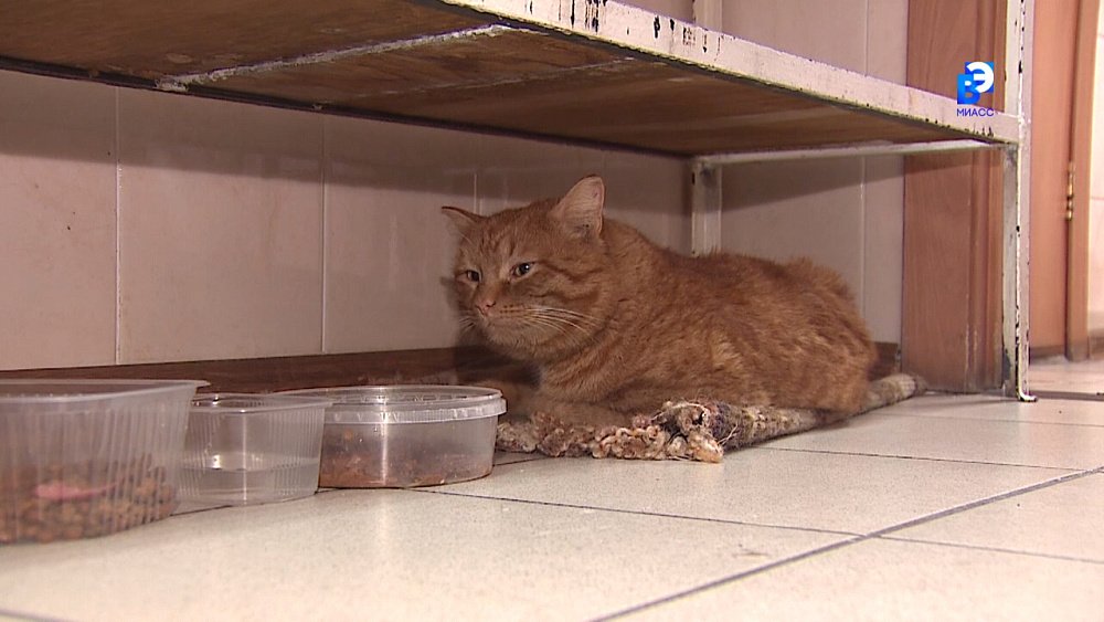 Пушистый сотрудник помогает врачам скорой помощи