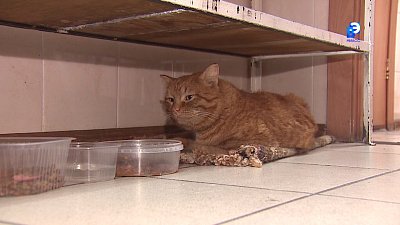 Пушистый сотрудник помогает врачам скорой помощи