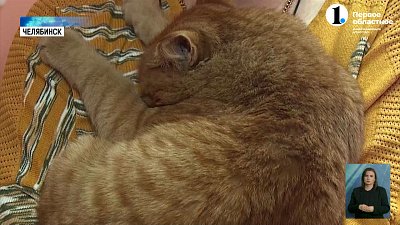 В скорой помощи Миасса работает пушистый сотрудник