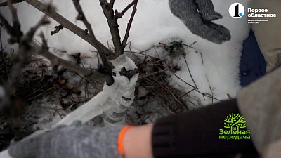 Хлопоты садовода в феврале