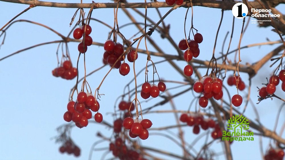 Изучаем зоны зимостойкости