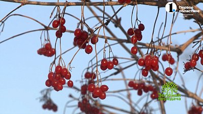 Изучаем зоны зимостойкости