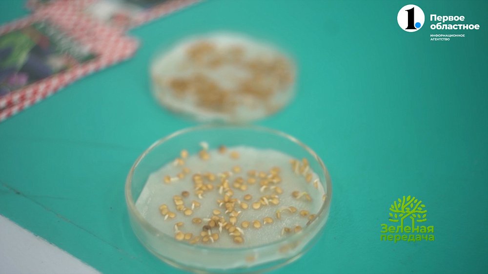 Советы бывалых садоводов. Чем обработать семена перед посевом?